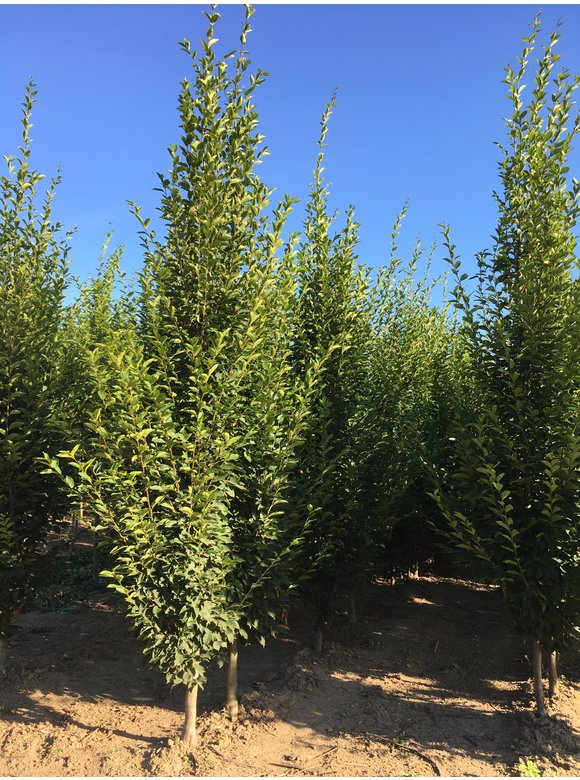 Pyramiden-Hainbuche - Säulen-Hainbuche 'Fastigiata' - Stammbusch | Carpinus betulus 'Fastigiata' Pyramiden-Hainbuche - Säulen-Hainbuche 'Fastigiata' - Stammbusch | Carpinus betulus 'Fastigiata'