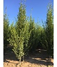 Pyramiden-Hainbuche - Säulen-Hainbuche 'Fastigiata' - Stammbusch | Carpinus betulus 'Fastigiata' Pyramiden-Hainbuche - Säulen-Hainbuche 'Fastigiata' - Stammbusch | Carpinus betulus 'Fastigiata'