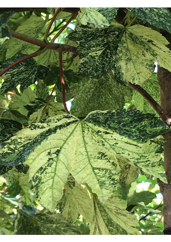 Berg-Ahorn 'Leopoldii' | Acer pseudoplatanus 'Leopoldii'