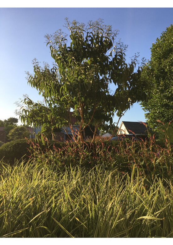 Sieben Söhne des Himmels Strauch mehrstämmig | Heptacodium miconioides