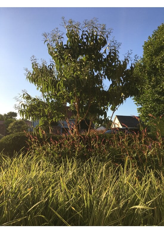 Sieben Söhne des Himmels Strauch mehrstämmig | Heptacodium miconioides