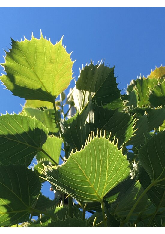 Henrys-Linde | Tilia henryana