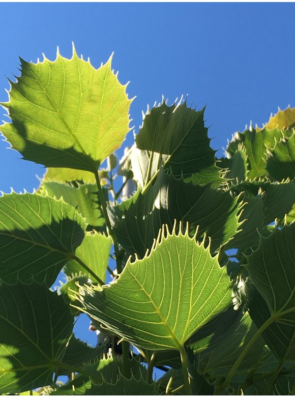 Henrys-Linde | Tilia henryana Henrys-Linde | Tilia henryana