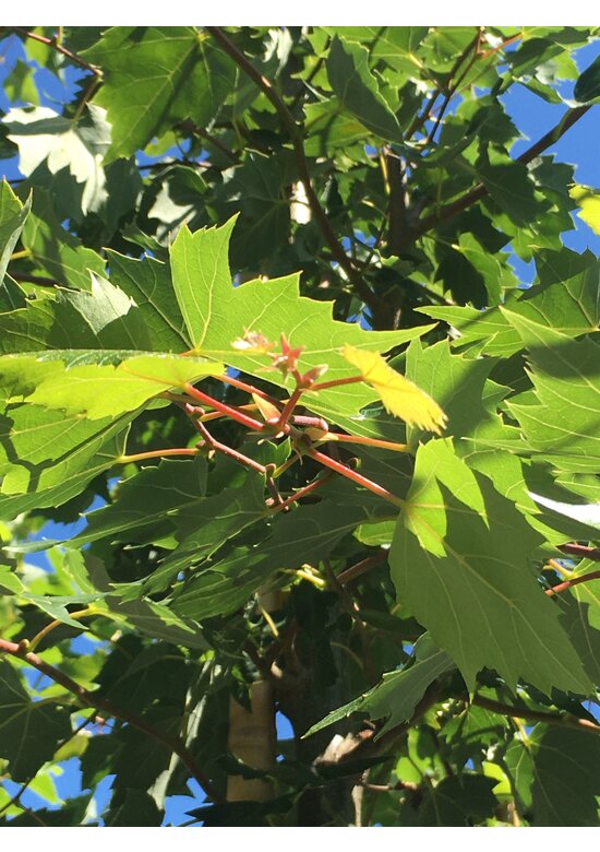 Mongolische-Linde | Tilia mongolica