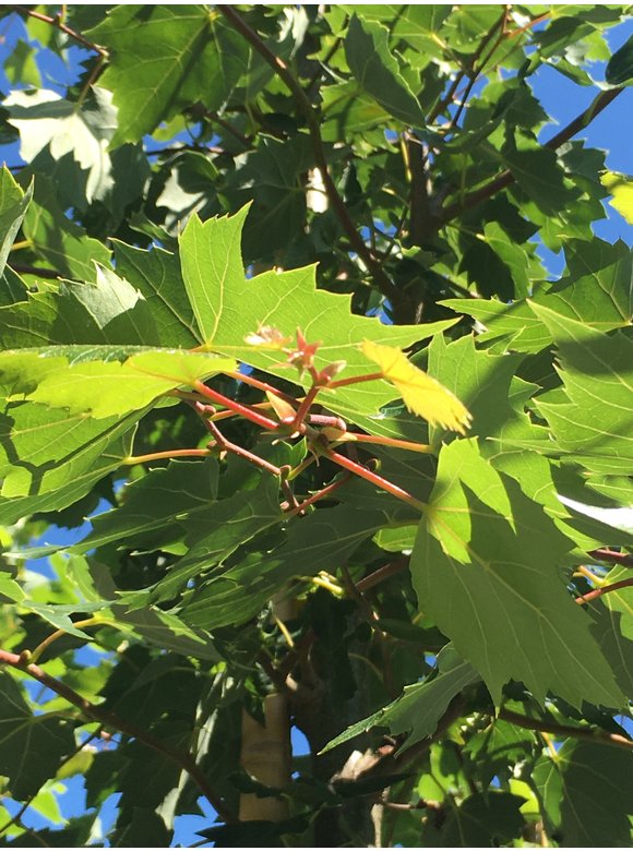 Mongolische-Linde | Tilia mongolica Mongolische-Linde | Tilia mongolica