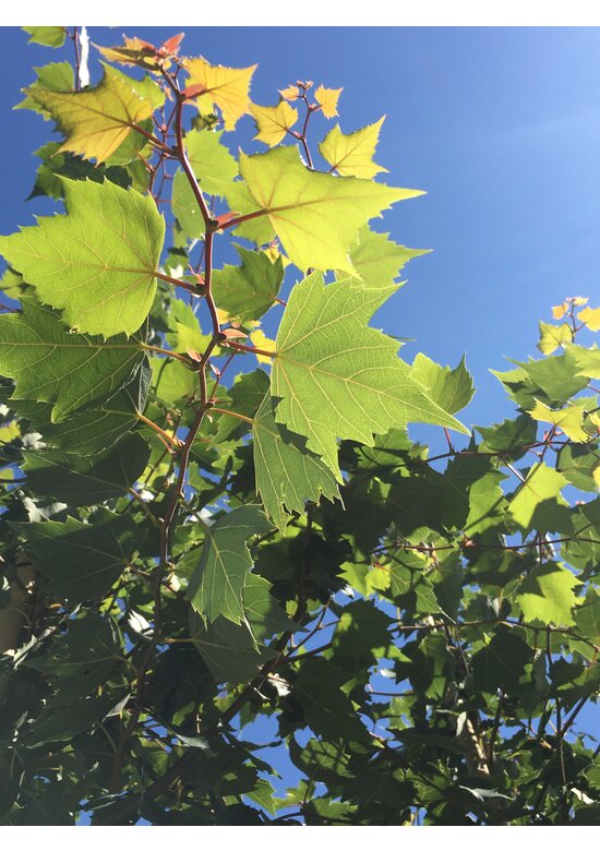 Mongolische-Linde | Tilia mongolica