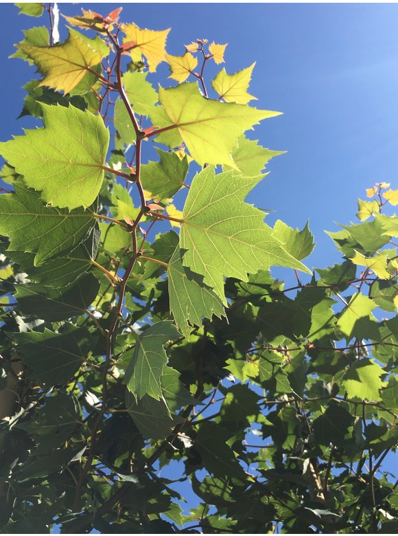 Mongolische-Linde | Tilia mongolica Mongolische-Linde | Tilia mongolica