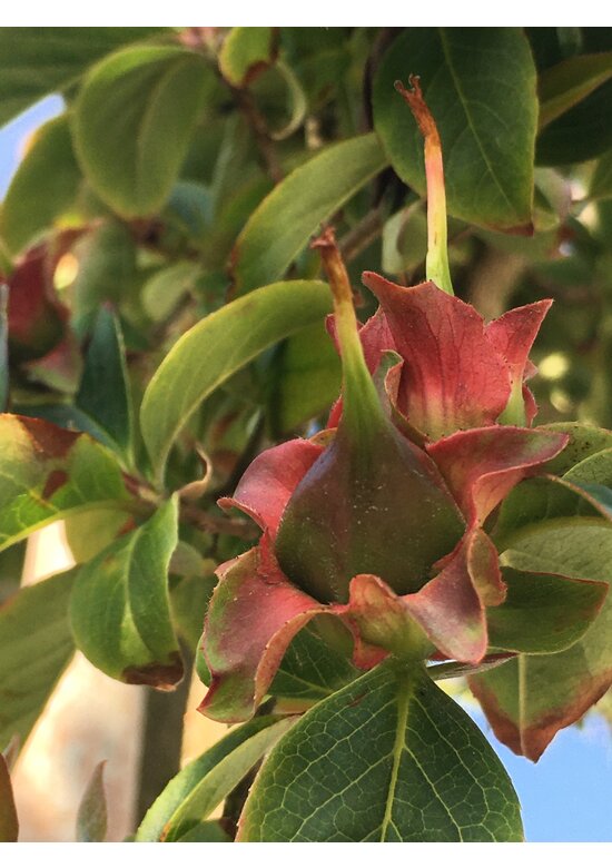 Schnabelkamelie | Stewartia rostrata