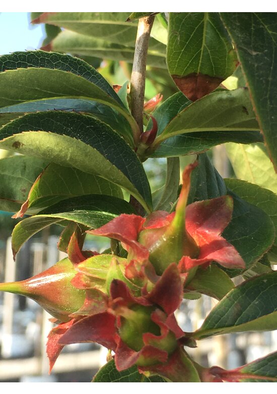 Schnabelkamelie | Stewartia rostrata