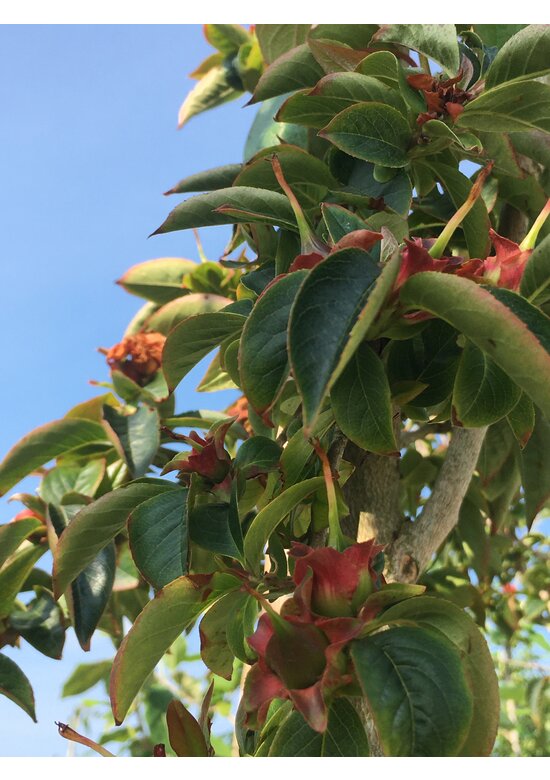 Schnabelkamelie | Stewartia rostrata