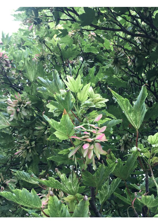 Berg-Ahorn 'Leopoldii' | Acer pseudoplatanus 'Leopoldii'