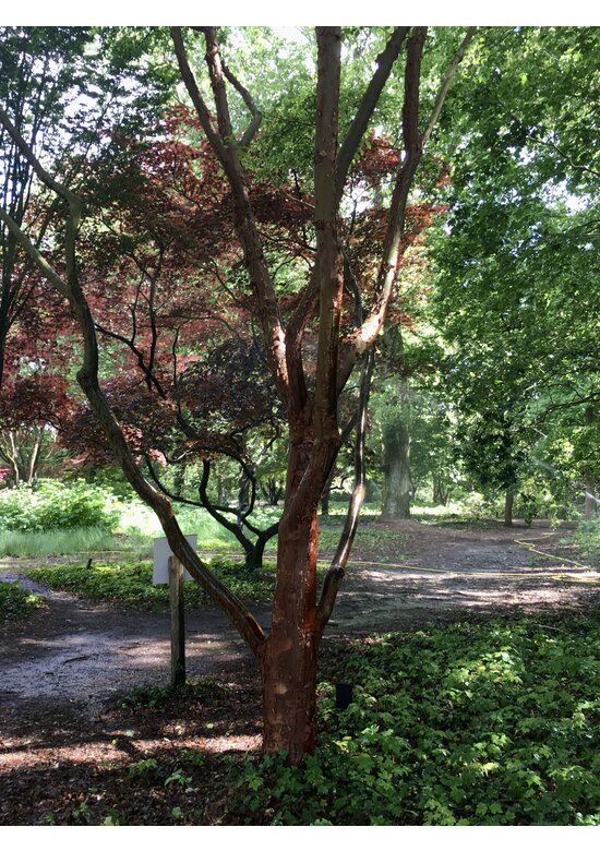 Zimtahorn - Mehrstämmig | Acer griseum