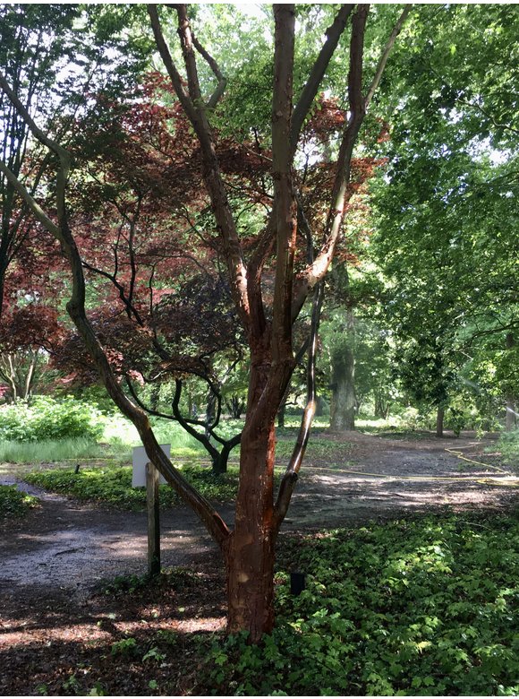 Zimtahorn - Mehrstämmig | Acer griseum Zimtahorn - Mehrstämmig | Acer griseum