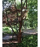 Zimtahorn - Mehrstämmig | Acer griseum Zimtahorn - Mehrstämmig | Acer griseum
