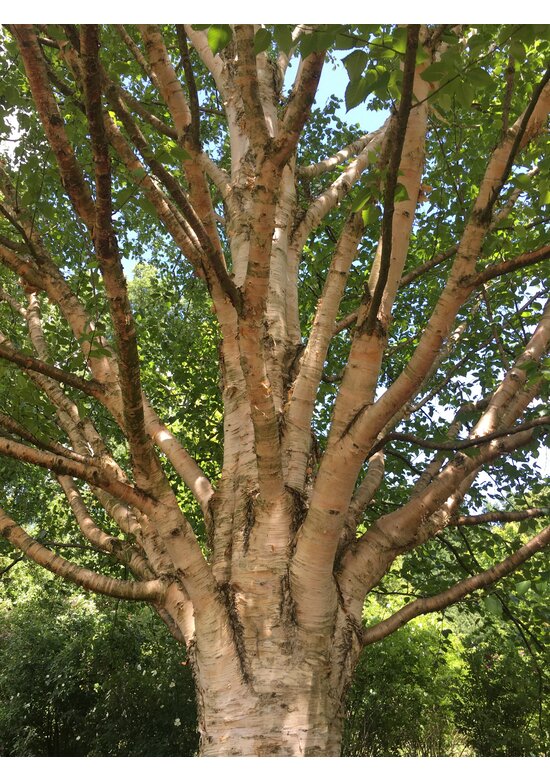Himalayabirke - Weißrindige Himalaja-Birke 'Jacquemontii' | Betula utilis 'Jacquemontii'