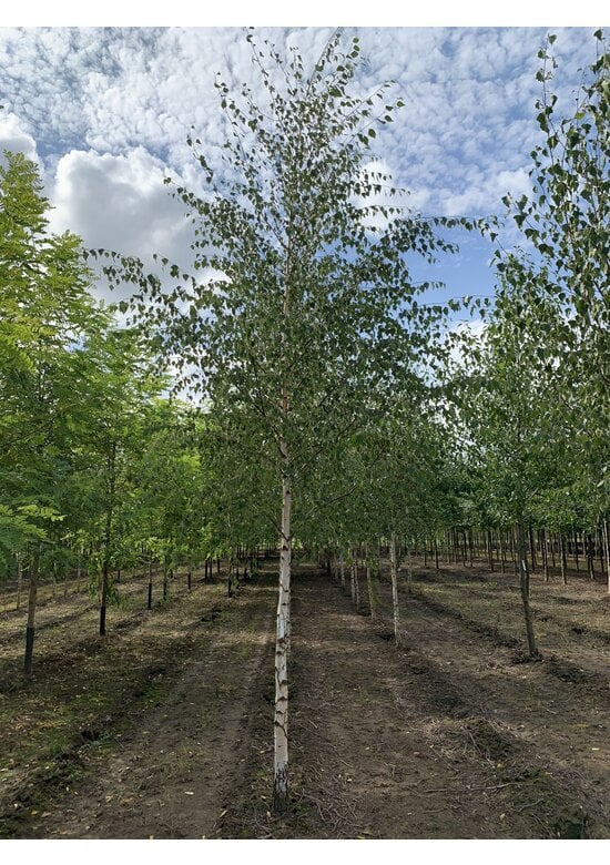 Sandbirke 'Zwitsers Glorie' | Betula pendula 'Zwitsers Glorie'