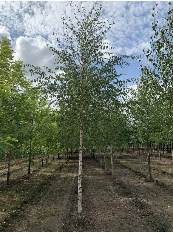 Sandbirke 'Zwitsers Glorie' | Betula pendula 'Zwitsers Glorie' Sandbirke 'Zwitsers Glorie' | Betula pendula 'Zwitsers Glorie'