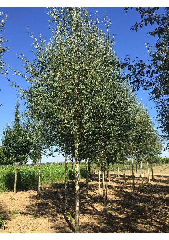 Sandbirke 'Zwitsers Glorie' | Betula pendula 'Zwitsers Glorie'