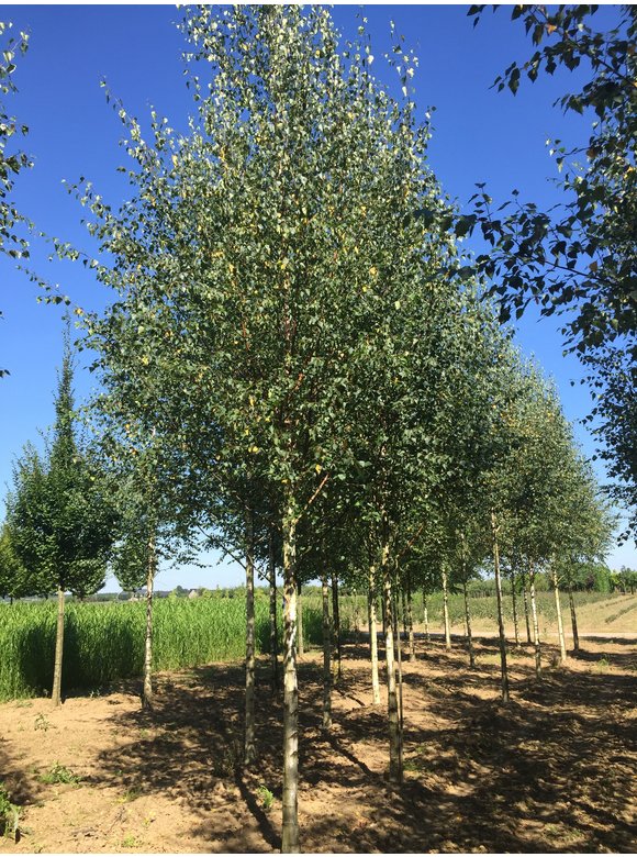 Sandbirke 'Zwitsers Glorie' | Betula pendula 'Zwitsers Glorie' Sandbirke 'Zwitsers Glorie' | Betula pendula 'Zwitsers Glorie'