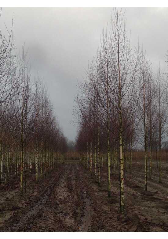 Sandbirke 'Zwitsers Glorie' | Betula pendula 'Zwitsers Glorie'