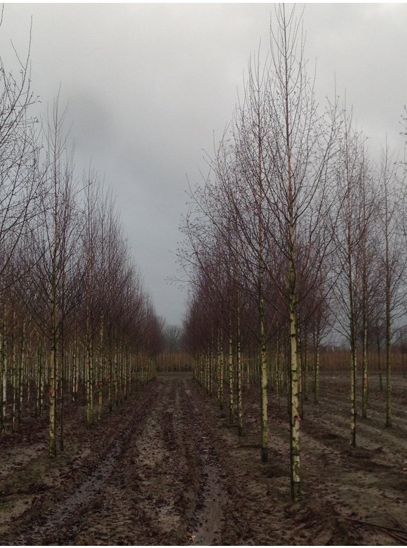 Sandbirke 'Zwitsers Glorie' | Betula pendula 'Zwitsers Glorie' Sandbirke 'Zwitsers Glorie' | Betula pendula 'Zwitsers Glorie'