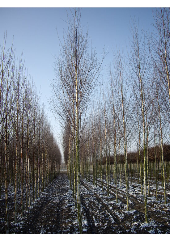 Sandbirke 'Zwitsers Glorie' | Betula pendula 'Zwitsers Glorie'