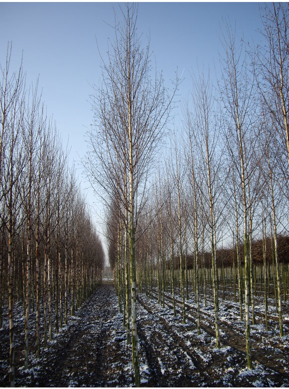 Sandbirke 'Zwitsers Glorie' | Betula pendula 'Zwitsers Glorie' Sandbirke 'Zwitsers Glorie' | Betula pendula 'Zwitsers Glorie'