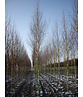 Sandbirke 'Zwitsers Glorie' | Betula pendula 'Zwitsers Glorie'