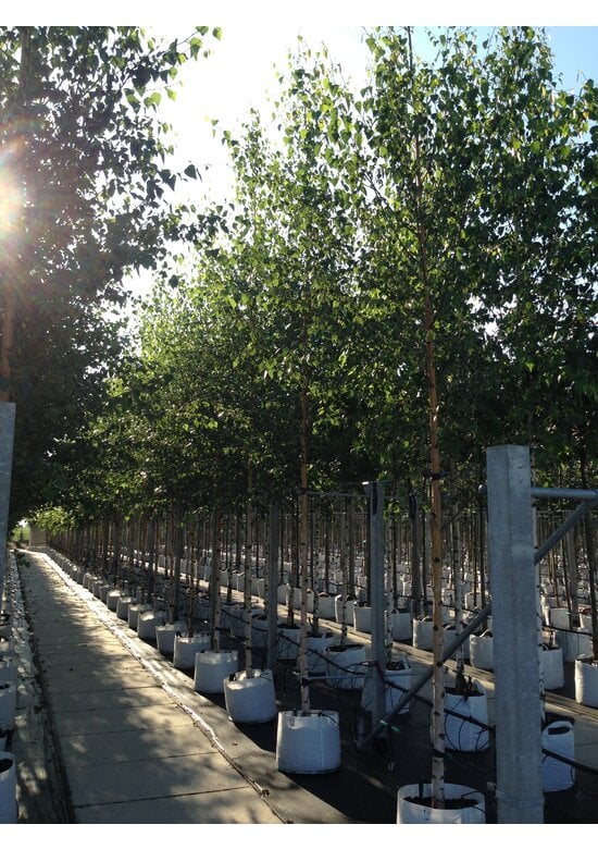 Sandbirke 'Zwitsers Glorie' | Betula pendula 'Zwitsers Glorie'