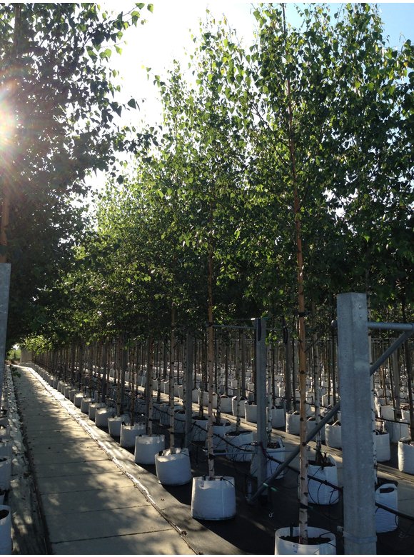 Sandbirke 'Zwitsers Glorie' | Betula pendula 'Zwitsers Glorie' Sandbirke 'Zwitsers Glorie' | Betula pendula 'Zwitsers Glorie'