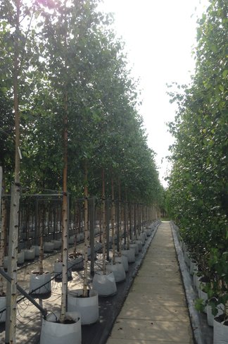 Sandbirke 'Zwitsers Glorie' | Betula pendula 'Zwitsers Glorie'