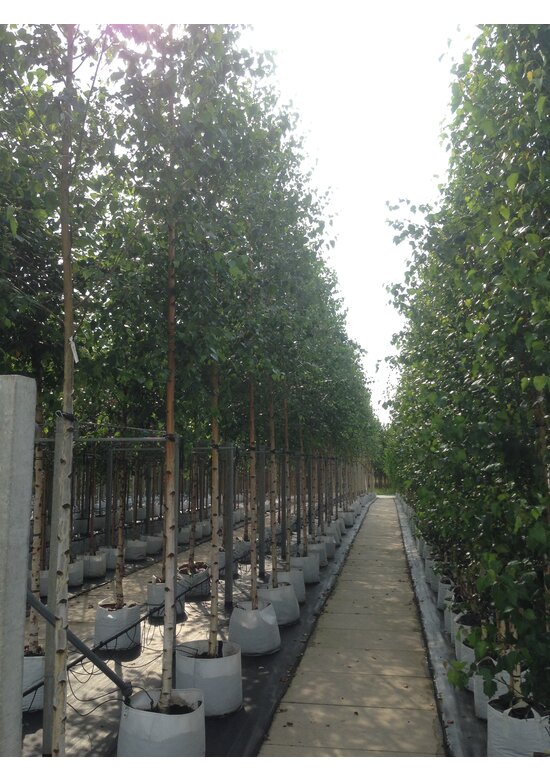 Sandbirke 'Zwitsers Glorie' | Betula pendula 'Zwitsers Glorie'