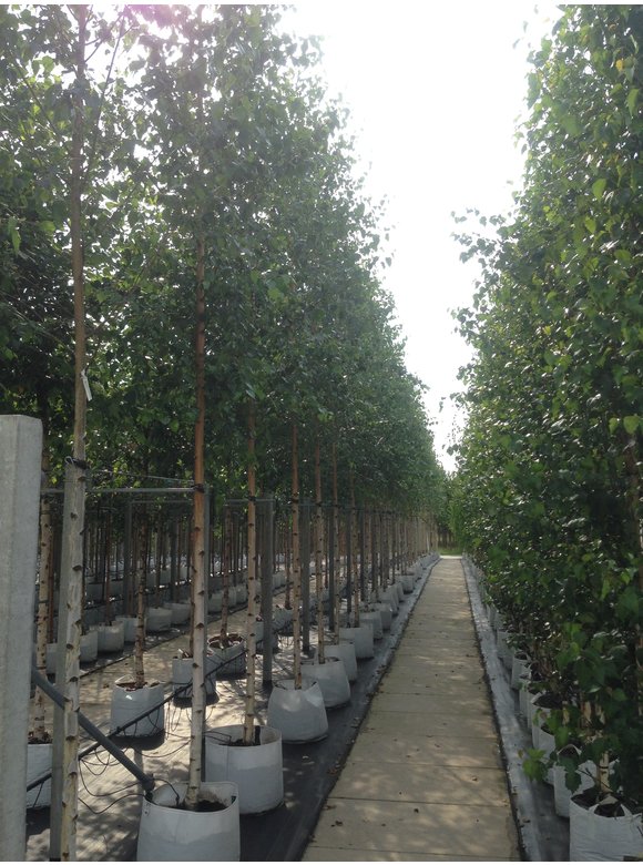 Sandbirke 'Zwitsers Glorie' | Betula pendula 'Zwitsers Glorie' Sandbirke 'Zwitsers Glorie' | Betula pendula 'Zwitsers Glorie'