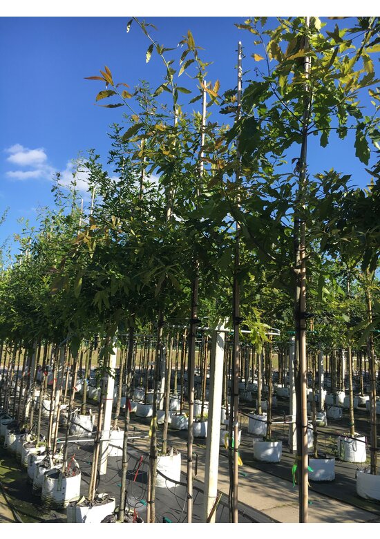 Schindel-Eiche | Quercus imbricaria