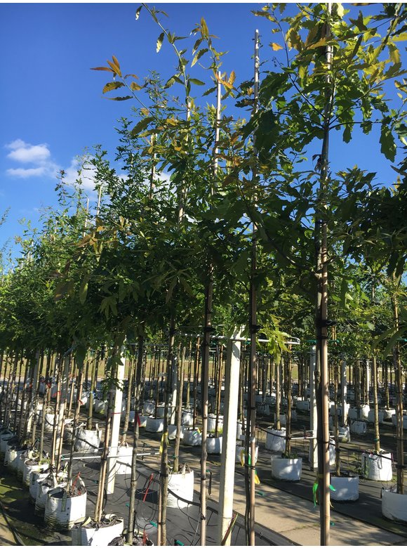 Schindel-Eiche | Quercus imbricaria Schindel-Eiche | Quercus imbricaria