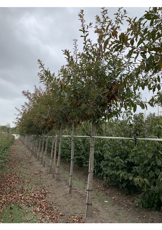 Schindel-Eiche | Quercus imbricaria