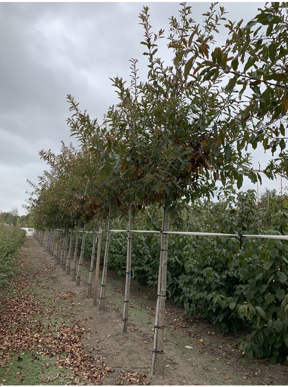 Schindel-Eiche | Quercus imbricaria Schindel-Eiche | Quercus imbricaria
