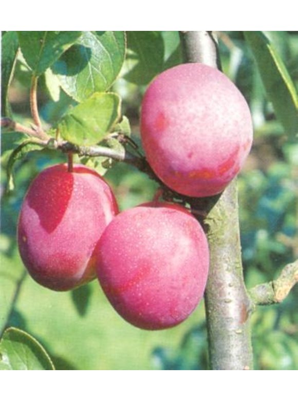 Pflaumenbaum 'Victoria' | Prunus domestica ‘Victoria’ Pflaumenbaum 'Victoria' | Prunus domestica ‘Victoria’