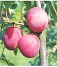Pflaumenbaum 'Victoria' | Prunus domestica ‘Victoria’