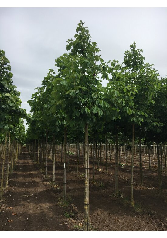 Rotblühende Rosskastanie 'Plantierensis' | Aesculus carnea 'Plantierensis' Rotblühende Rosskastanie 'Plantierensis' | Aesculus carnea 'Plantierensis'