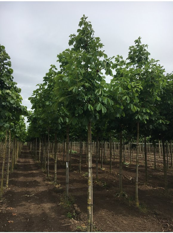 Rotblühende Rosskastanie 'Plantierensis' | Aesculus carnea 'Plantierensis' Rotblühende Rosskastanie 'Plantierensis' | Aesculus carnea 'Plantierensis'
