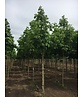 Rotblühende Rosskastanie 'Plantierensis' | Aesculus carnea 'Plantierensis' Rotblühende Rosskastanie 'Plantierensis' | Aesculus carnea 'Plantierensis'