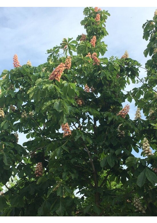 Rotblühende Rosskastanie 'Plantierensis' | Aesculus carnea 'Plantierensis' Rotblühende Rosskastanie 'Plantierensis' | Aesculus carnea 'Plantierensis'
