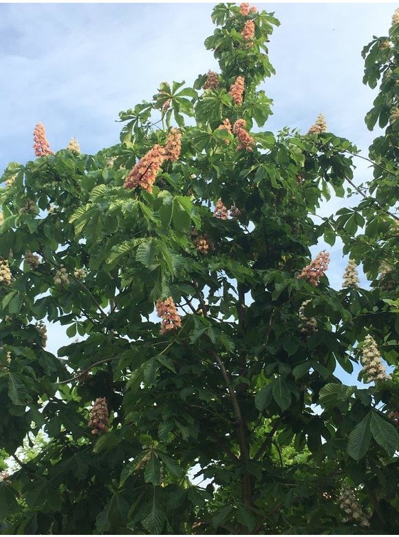 Rote Rosskastanie Aesculus carnea 'Plantierensis' | Aesculus carnea 'Plantierensis' Rote Rosskastanie Aesculus carnea 'Plantierensis' | Aesculus carnea 'Plantierensis'