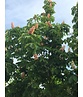 Rotblühende Rosskastanie 'Plantierensis' | Aesculus carnea 'Plantierensis' Rotblühende Rosskastanie 'Plantierensis' | Aesculus carnea 'Plantierensis'