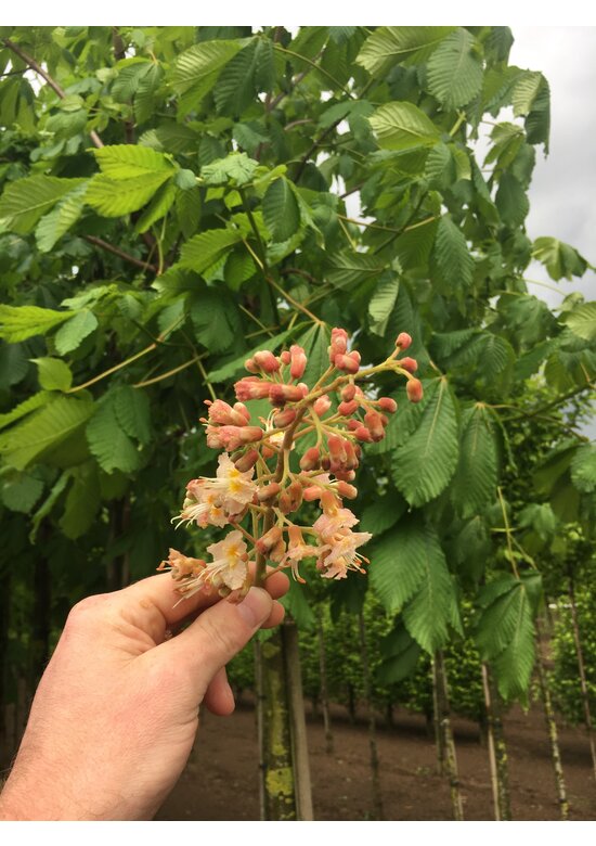 Rotblühende Rosskastanie 'Plantierensis' | Aesculus carnea 'Plantierensis' Rotblühende Rosskastanie 'Plantierensis' | Aesculus carnea 'Plantierensis'