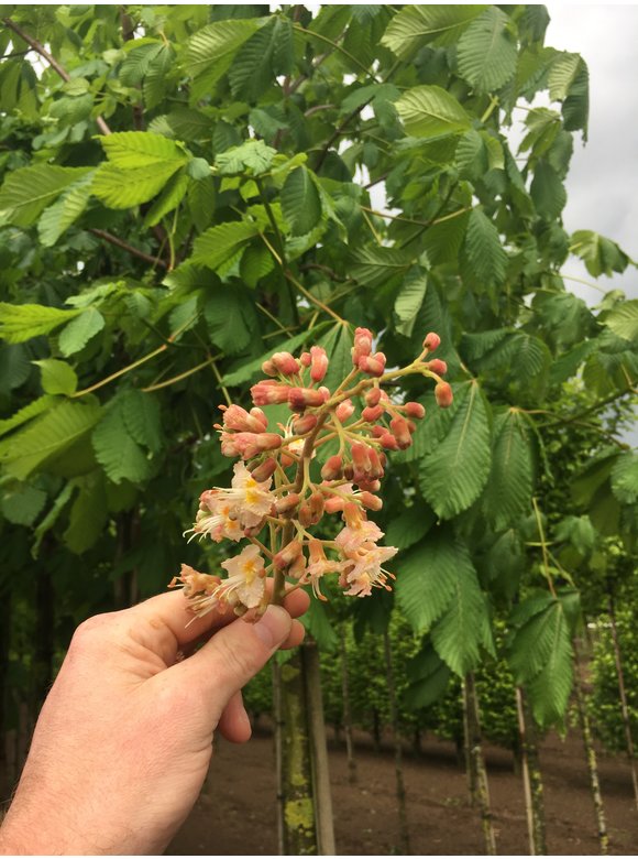 Rotblühende Rosskastanie 'Plantierensis' | Aesculus carnea 'Plantierensis' Rotblühende Rosskastanie 'Plantierensis' | Aesculus carnea 'Plantierensis'