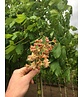 Rotblühende Rosskastanie 'Plantierensis' | Aesculus carnea 'Plantierensis' Rotblühende Rosskastanie 'Plantierensis' | Aesculus carnea 'Plantierensis'