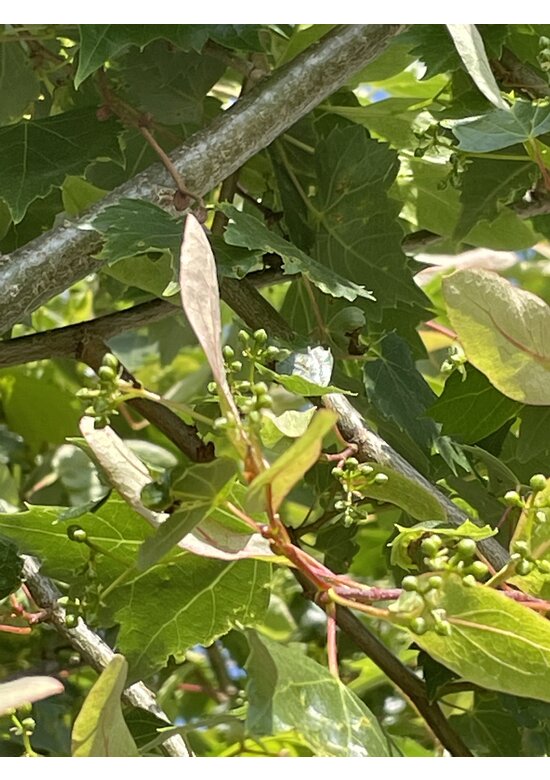 Mongolische-Linde | Tilia mongolica