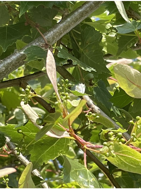 Mongolische-Linde | Tilia mongolica Mongolische-Linde | Tilia mongolica